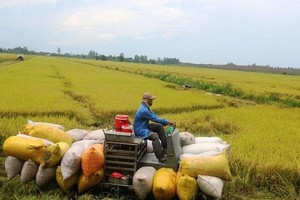 Nông nghiệp Cần Thơ (TSC) phát hành hơn 49 triệu cổ phiếu cho cổ đông hiện hữu, tỷ lệ 3:1