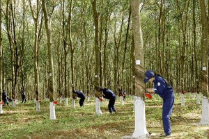 6 tháng đầu năm 2025, Đầu tư Cao su Đắk Lắk (DRI) báo lãi gấp 2,5 lần cùng kỳ