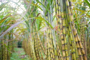 Mía đường Sơn La báo lãi cao nhất kể từ khi niêm yết đến nay.