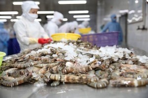 Xuất khẩu tôm 9 tháng 2025 tăng mạnh nhất 3 năm qua