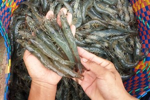Tôm Việt “rung lắc” vì thuế Mỹ