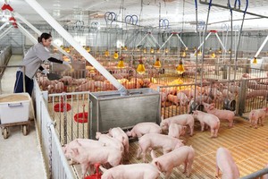 Cửa sáng với doanh nghiệp chăn nuôi