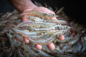 Vasep khuyến nghị doanh nghiệp Việt trước sự cố tôm Indonesia nhiễm phóng xạ