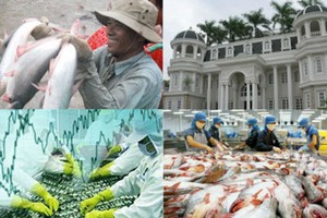 Cá da trơn Việt Nam xuất khẩu vào Mỹ sẽ phải đáp ứng tiêu chuẩn tương đồng với các nông trại Mỹ