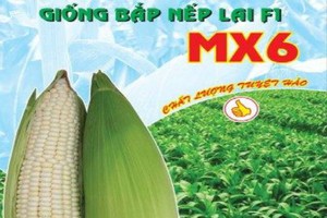 SCIC muốn thoái hết vốn tại NSC