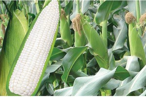 Công ty Đường Mặt Trời mua hơn 11% của NSC từ SCIC