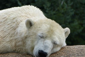 Phiên sáng 27/6: Nghỉ cuối tuần sớm!