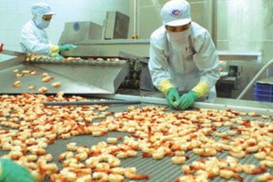 Minh Phú gần như không có đối thủ cạnh tranh sau khi các doanh nghiệp tôm phá sản gần hết trong giai đoạn khó khăn từ năm 2011 đến nay