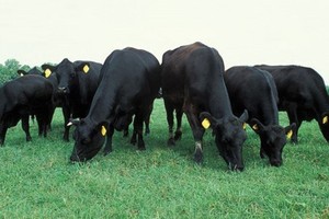 HNG muốn huy động thêm tối thiểu 1.652 tỷ đồng