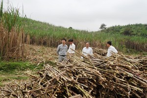 LSS bỏ gần 26 tỷ đồng mua lại 56,62% cổ phần Mía đường Nông Cống