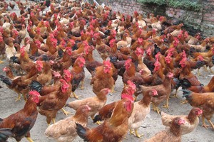 Dabaco đặt kế hoạch lãi trước thuế 346 tỷ đồng, tăng 22%