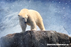 Đưa Quỹ đầu tư mạo hiểm vào luật: Cơ hội cho “thiên thần” nội 