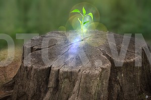 Nhận định thị trường phiên 24/7: Hoạt động gia tăng tỷ trọng lên mức cao nên được hạn chế