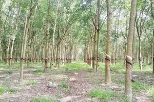 DPR: tháng 6 ước đạt 54,5 tỷ đồng lợi nhuận