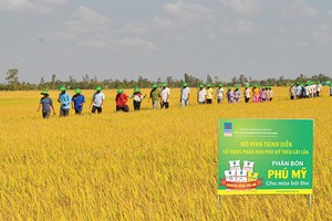 Bà con nông dân tại tỉnh An Giang tham quan ruộng mô hình trình diễn