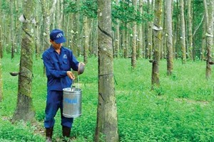 TRC: lợi nhuận 6 tháng giảm mạnh