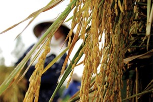 Cây Bông, hạt Thóc, trái Táo và  câu chuyện lòng tin