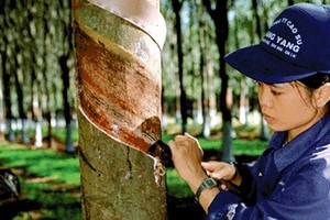 Năm 2013, VRG bị giảm 4.614 tỷ đồng doanh thu