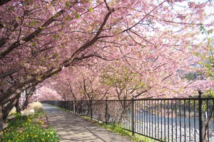 Lễ hội hoa anh đào tại Nhật Bản