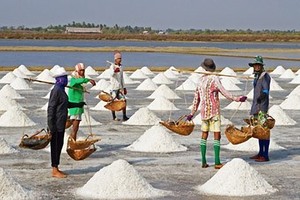 Phân giao hạn ngạch nhập khẩu muối