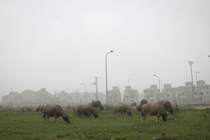 Dự án Nam An Khánh, không chỉ là “con gà đẻ trứng vàng” của Sudico, mà nó còn giúp nhiều nông dân trong vùng trở thành... triệu phú nhờ nuôi trâu bò trên phần lớn diện tích bỏ hoang của Dự án