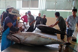 Cá ngừ là một trong những sản phẩm xuất khẩu chủ lực của Phú Yên   