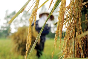 Bảo hiểm nông nghiệp, muốn làm phải chờ tổng kết?