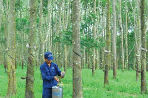 Quý I/2014, DPR tiêu thụ 3.406 tấn mủ cao su