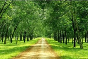 DPR đạt 27,2 tỷ đồng lợi nhuận trong tháng 3