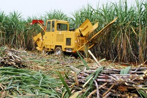 LSS đặt mục tiêu tăng 5,4% lợi nhuận sau thuế