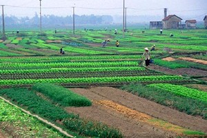 “Ngổn ngang” Dự thảo Nghị định hướng dẫn Luật Đất đai 2013