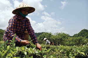 Nhóm PPP về chè đã đầu tư để đào tạo và liên kết mô hình sản xuất với hơn 23.000 nông dâ