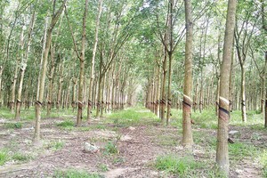 DPR: Cổ đông kêu thiệt