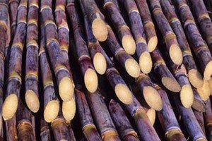 KTS dự kiến chia cổ tức 35%