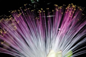 Hoa bàng vuông trên đảo Sơn Ca  