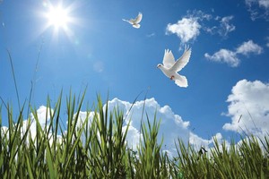 Nhà không cần nóc!?