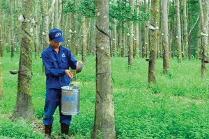 6 tháng, TRC đạt lợi nhuận gần 80 tỷ đồng