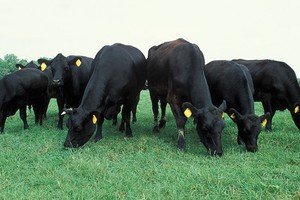 Khi đại gia chuyển hướng sang nuôi bò