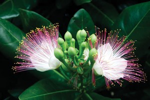 Sức sống bàng vuông…