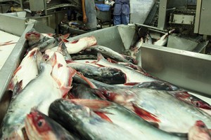 Tranh chấp liên quan đến thuế chống bán phá giá cá basa Việt Nam sang Mỹ vẫn tiếp diễn khi Việt Nam gia nhập WTO    ảnh: đức thanh