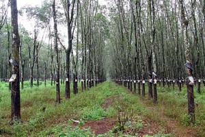 Cổ phiếu Cao su thiên nhiên: Cơ hội đầu tư theo chu kỳ