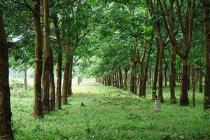 Quý IV, VRG thoái vốn tại 8 doanh nghiệp