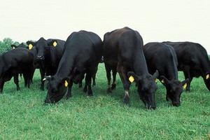 HAG dự kiến Tết năm nay sẽ bán bò thịt