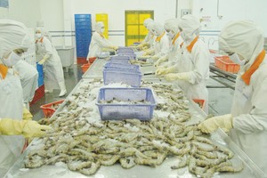 WTO ra phán quyết có lợi cho tôm Việt Nam