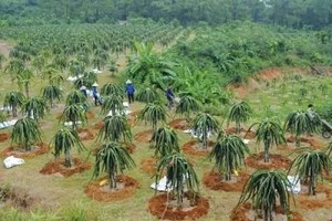 Đã xuất hiện mô hình nông nghiệp mang lại doanh thu 1-2 tỷ đồng/ha/năm, song còn quá ít. Ảnh: Đức Thanh