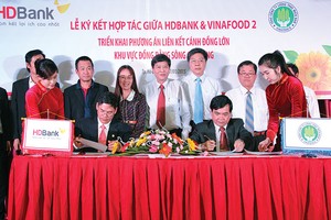 HDBank tiếp vốn cho cánh đồng lớn