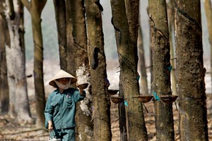 Thanh tra tại VRG, số tiền bị kết luận sai phạm lên tới 8.366 tỷ đồng