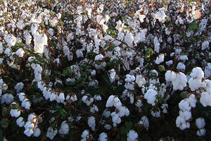 Giá bông tăng gấp 3 lần là nguyên nhân dẫn đến tranh chấp