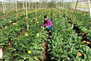 Một mô hình trồng hoa ở Đà Lạt (Lâm Đồng)