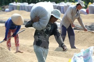 Thu mua lúa tươi của nông dân về phơi tại xã Vĩnh Thuận Tây, huyện Vị Thủy, tỉnh Hậu Giang. (Ảnh: Duy khương/TTXVN)